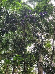 Acanthocladus pulcherrimus