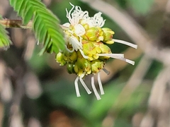 Desmanthus velutinus