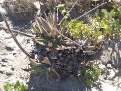 Dudleya acuminata