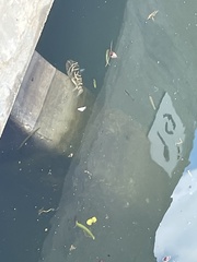 Sphoeroides testudineus