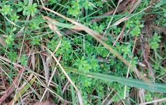 Galium saxatile
