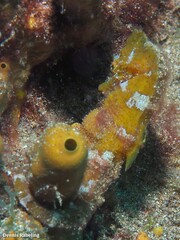 Hippocampus hippocampus