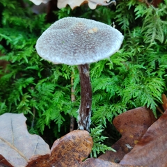 Cortinarius hemitrichus