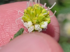 Desmanthus velutinus