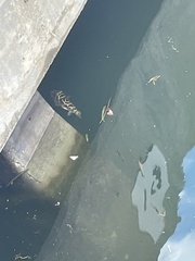 Sphoeroides testudineus