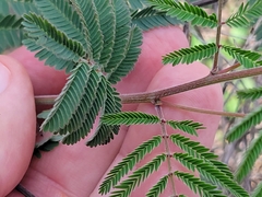 Desmanthus velutinus