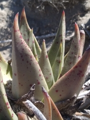 Dudleya acuminata