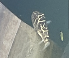 Sphoeroides testudineus