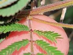 Desmanthus velutinus