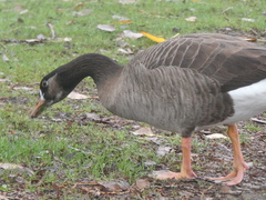 Anser anser × Branta canadensis
