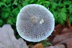 Cortinarius hemitrichus