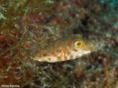 Sphoeroides marmoratus