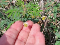 Desmanthus velutinus