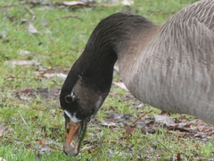 Anser anser × Branta canadensis