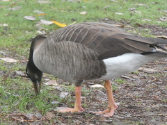 Anser anser × Branta canadensis
