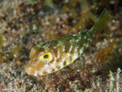 Sphoeroides marmoratus