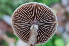 Cortinarius hemitrichus