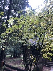 Calycanthus occidentalis