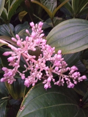Medinilla magnifica