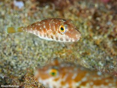 Sphoeroides marmoratus