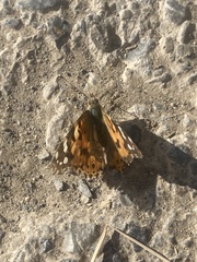 Vanessa cardui