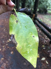 Calycanthus occidentalis