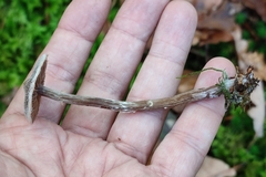 Cortinarius hemitrichus