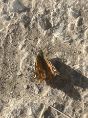 Vanessa cardui