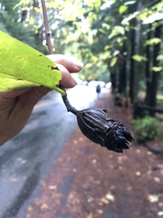 Calycanthus occidentalis