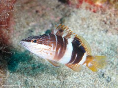 Serranus papilionaceus