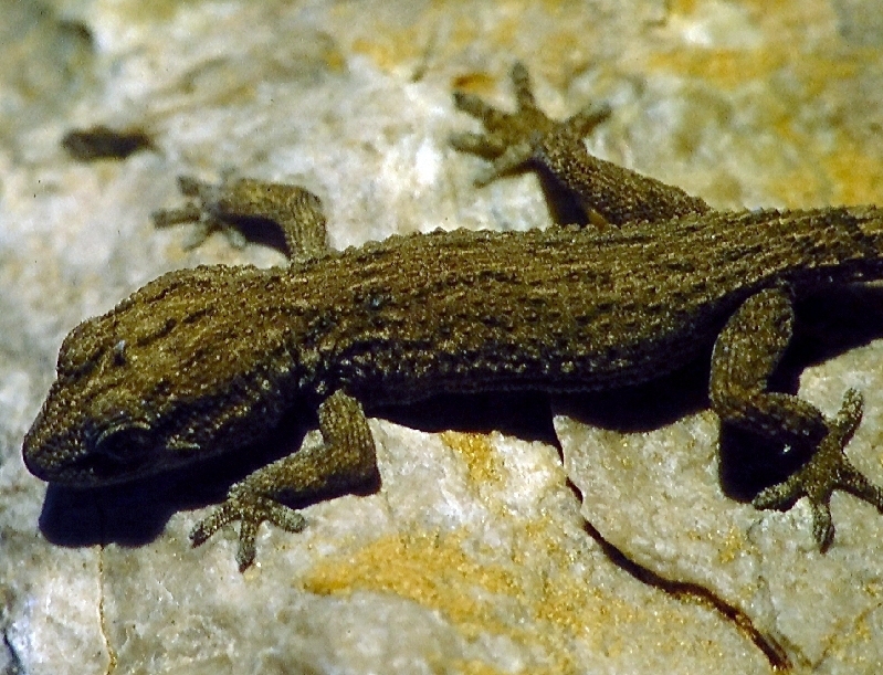 Algerian Wall Gecko