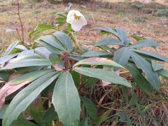 Helleborus niger