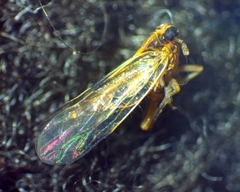 Muellerianella laminalis