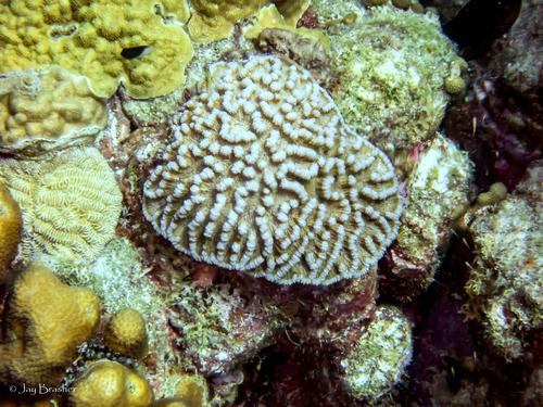 Maze Coral