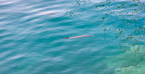 Atlantic trumpetfish
