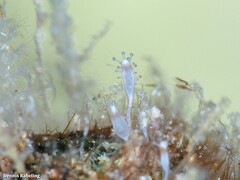 Stauridiosarsia nipponica