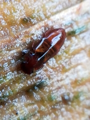 Metopsia