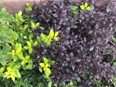 Alternanthera brasiliana