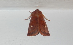 Eupsilia vinulenta