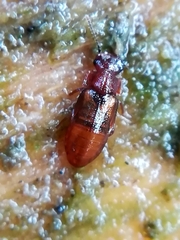 Metopsia