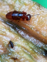 Metopsia