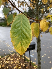 Zelkova