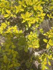 Ligustrum ovalifolium