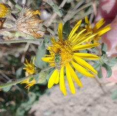 Agapostemon