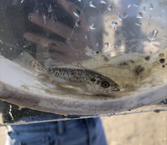 Cynoscion nebulosus