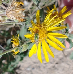 Agapostemon