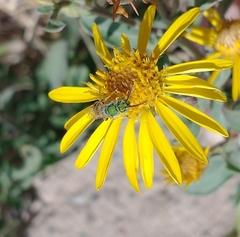 Agapostemon