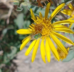 Agapostemon