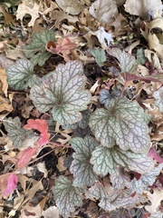 Heuchera