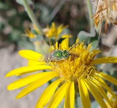 Agapostemon